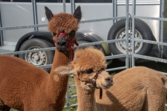 Hinderwell Show Web-045-2251