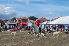Hinderwell Show Web-126-2463